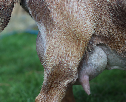 honey locust farm inca rose